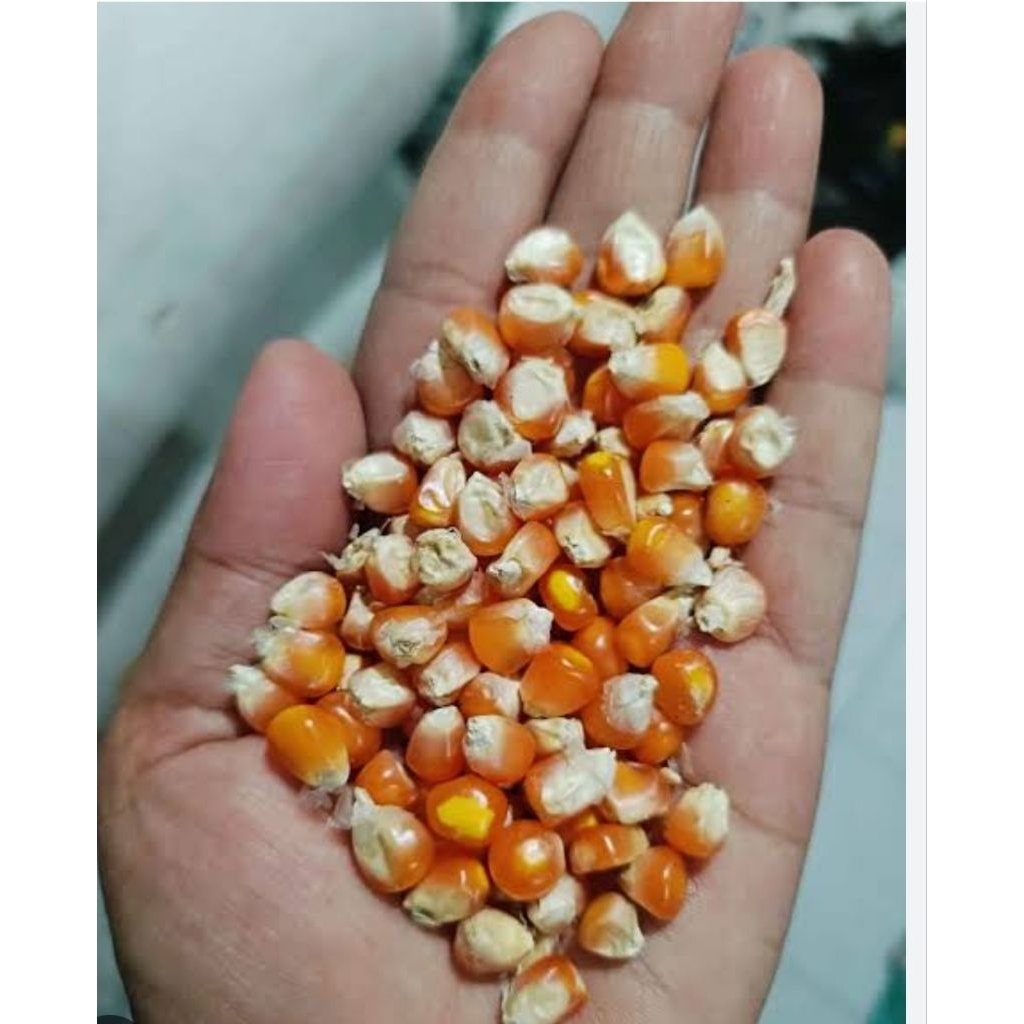 Jagung pipil jagung bulat jagung kering jagung utuh jagung pakan ternak 5KG