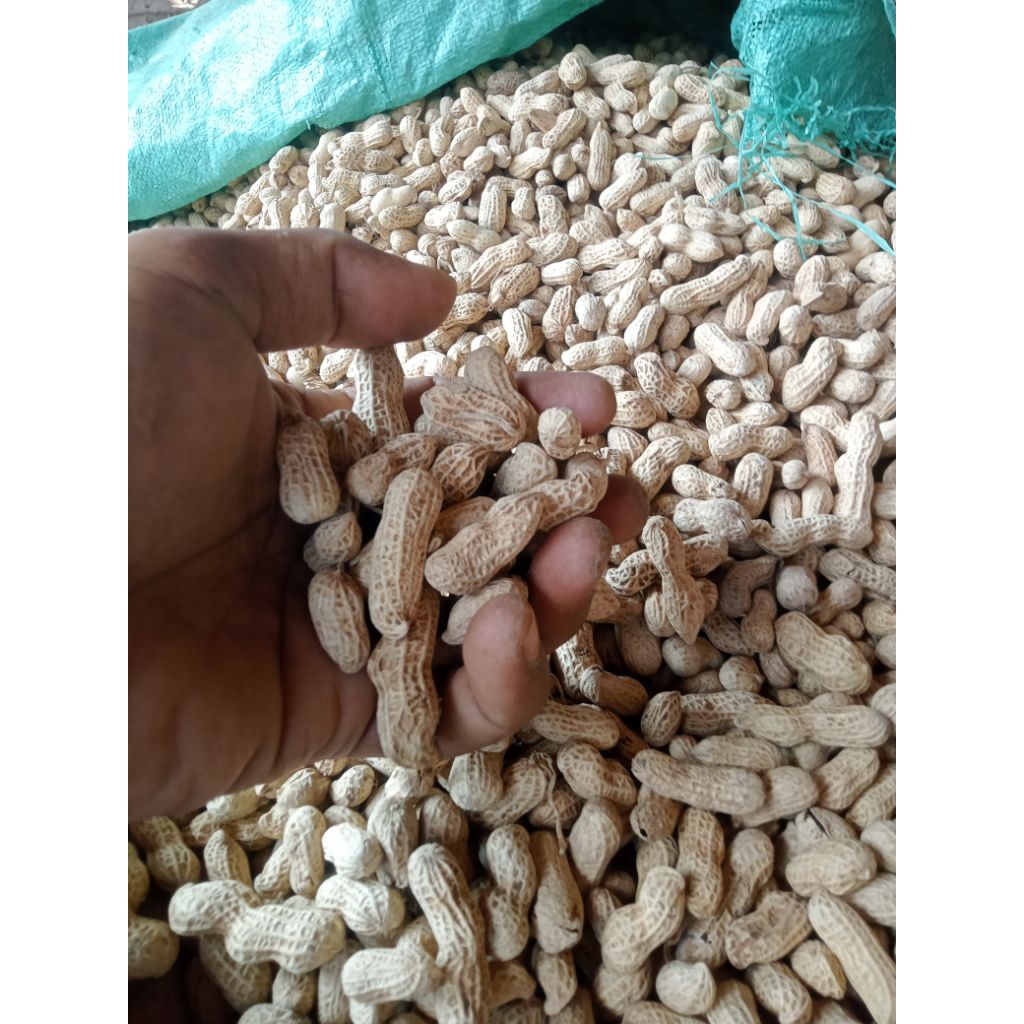 

kacang kulit open 1kg