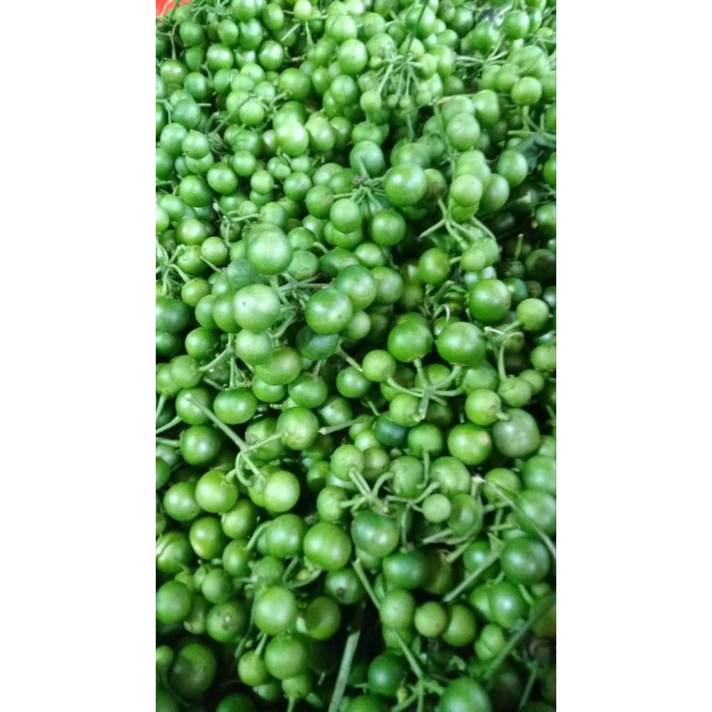 

lencak sayurr..segarr fress langsung petik dari kebun . selalu segarr bagus bagus kualitas superr 1kg