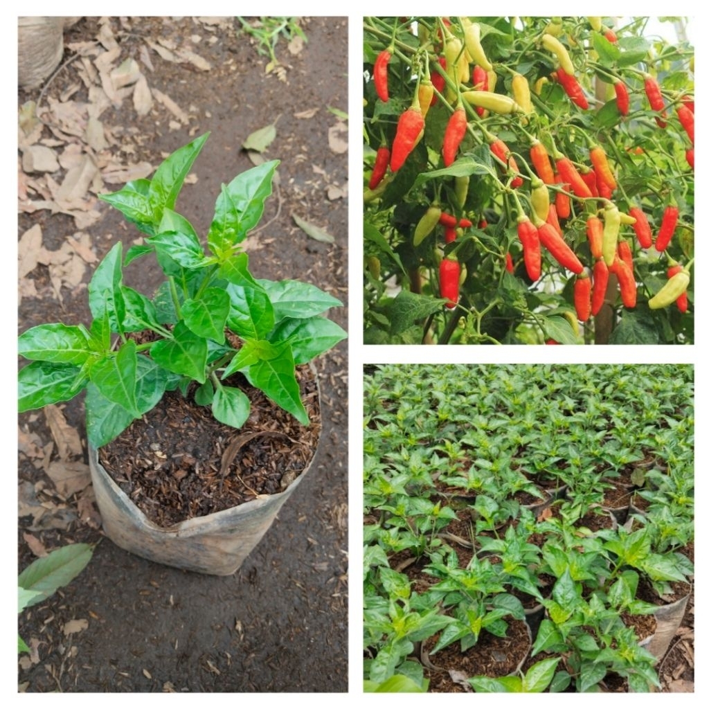 bibit tanaman hidup cabe rawit domba