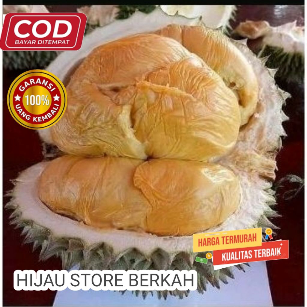 bibit durian DURI HITAM 1 meter