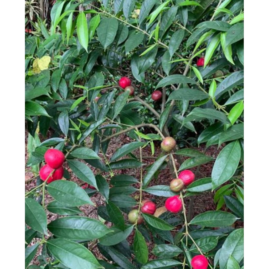 

daun mahkota dewa kering 1 kg