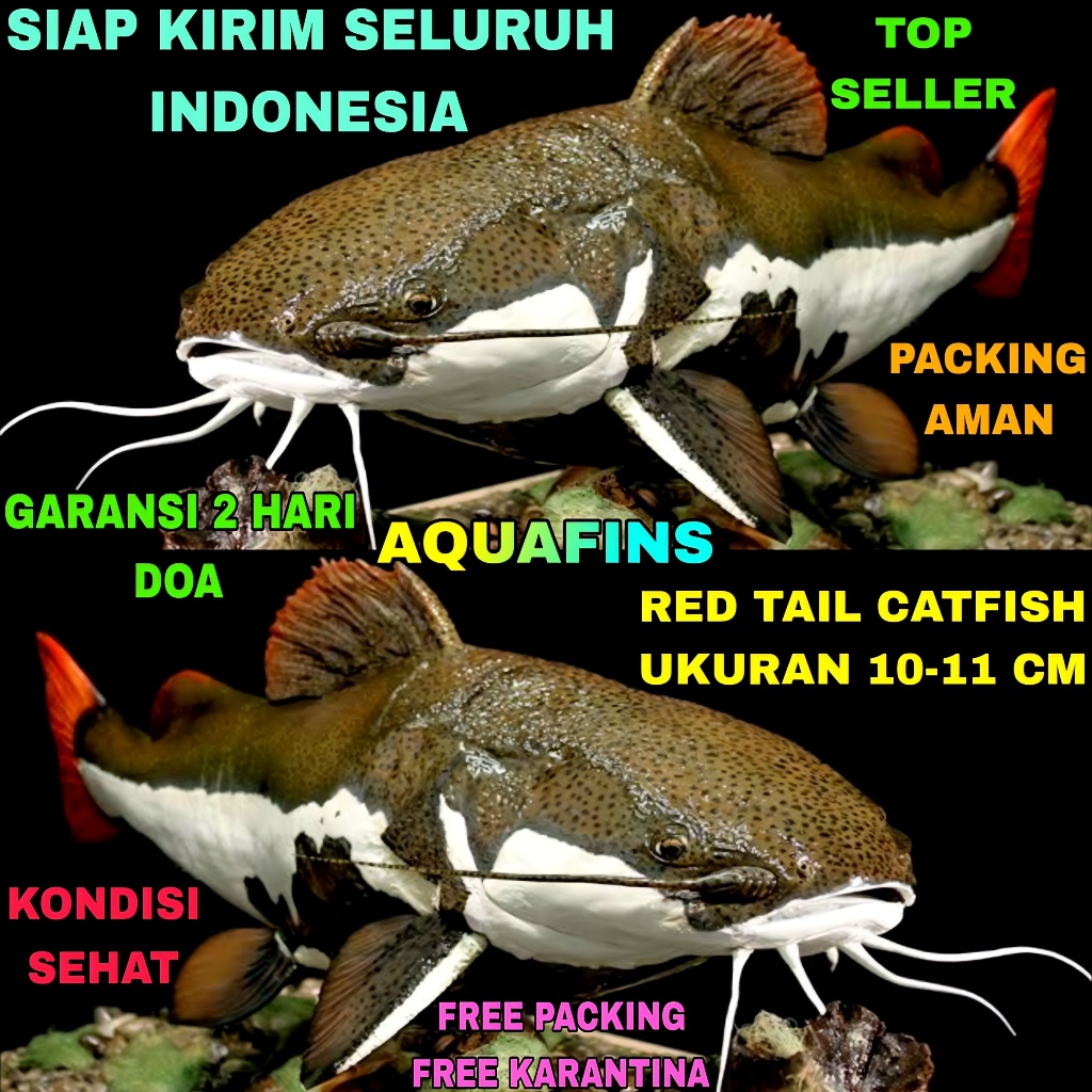 HIASAN LELE AMAZON RED TAIL CATFISH UKURAN 10-11 CM
