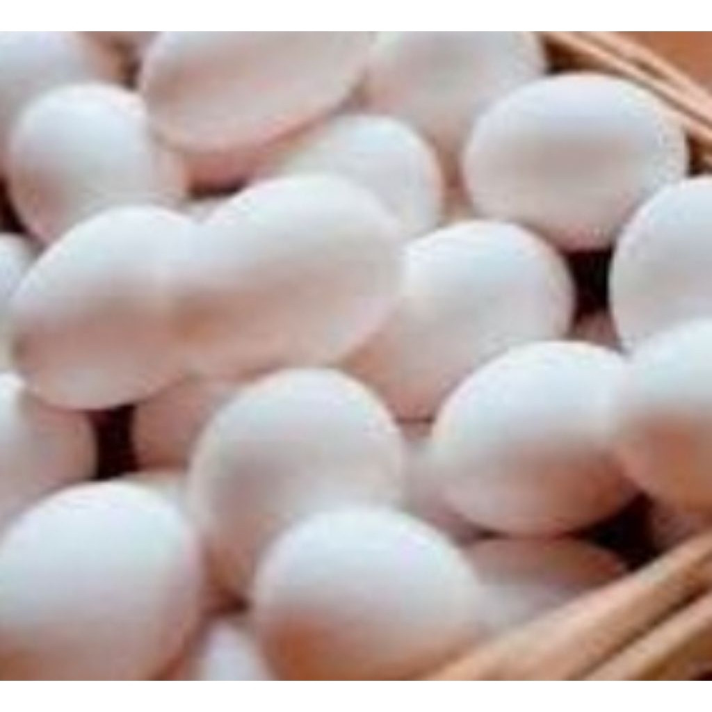 

telor asli ayam arab gold dan red