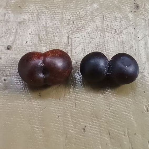 

Biji ganyol dempet.lucu.aneh.ajaib.langka.asli.alami.anik dan unik