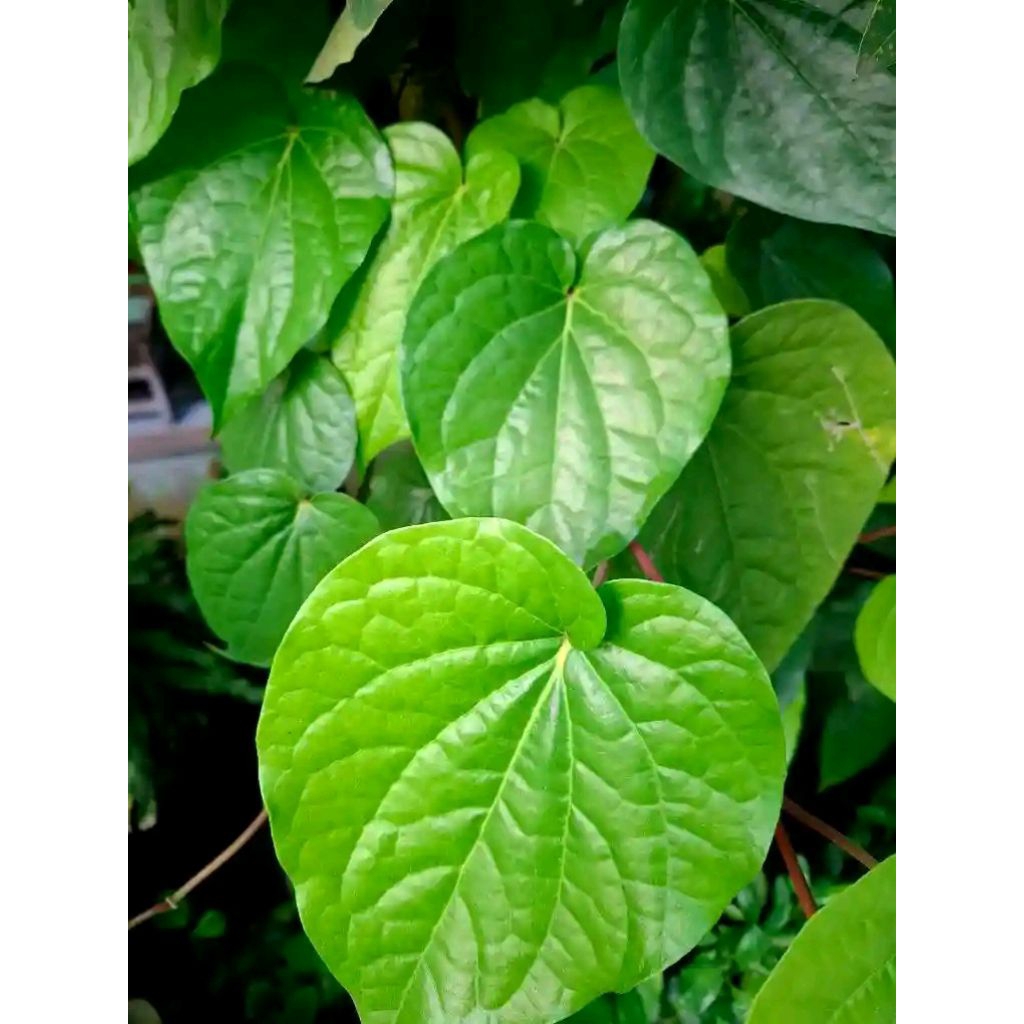 

Daun sirih segar obat herbal 100 pcs