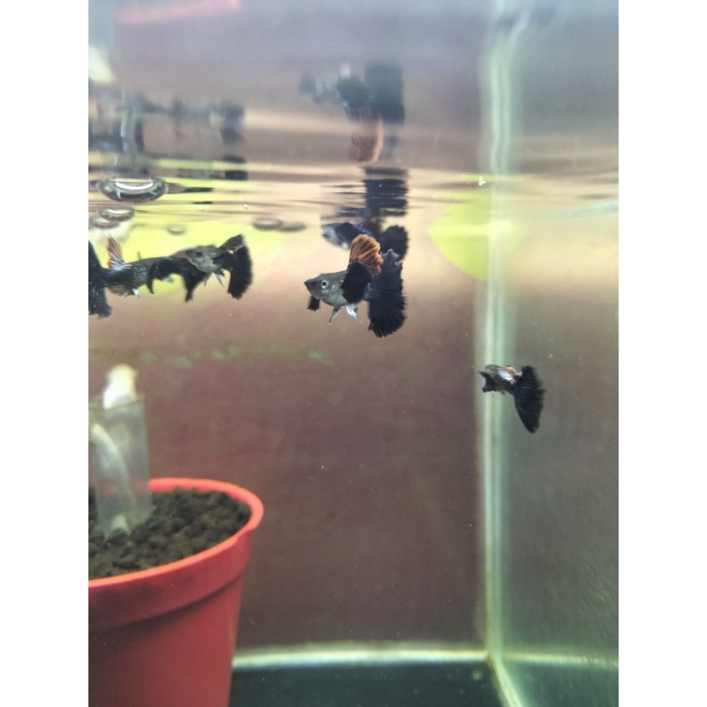 

STICKER PURPLE RED GUPPY