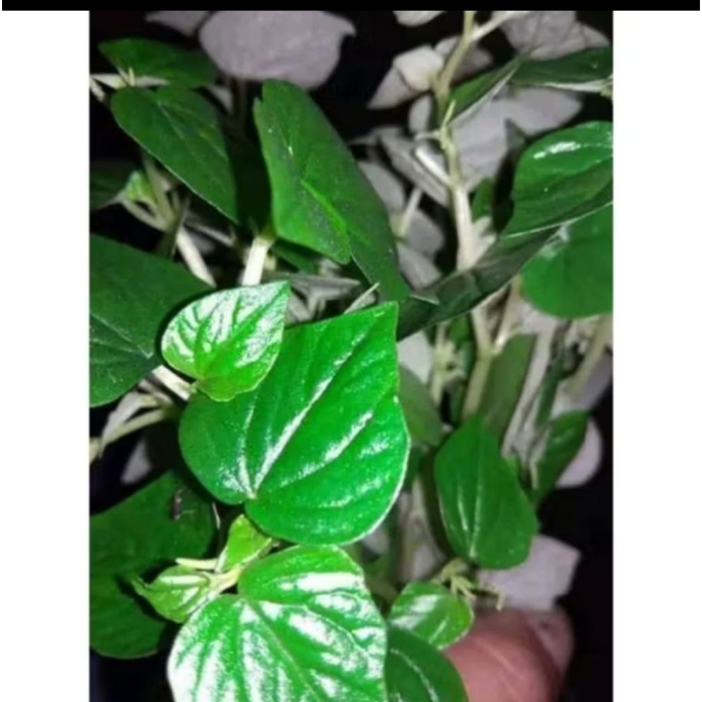 

tanaman herbal sirih cina 500gram