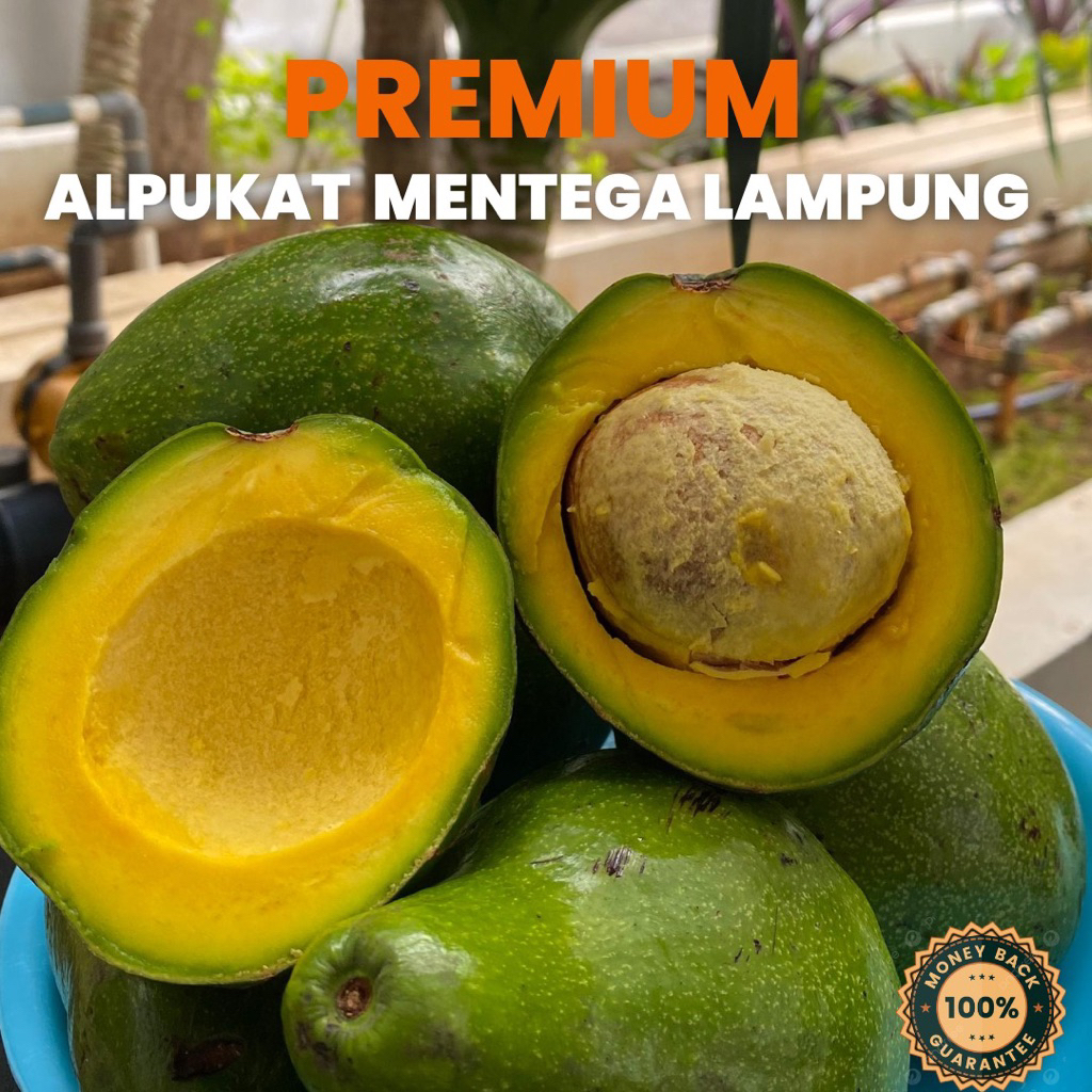 

Alpukat Mentega Lampung Super Premium