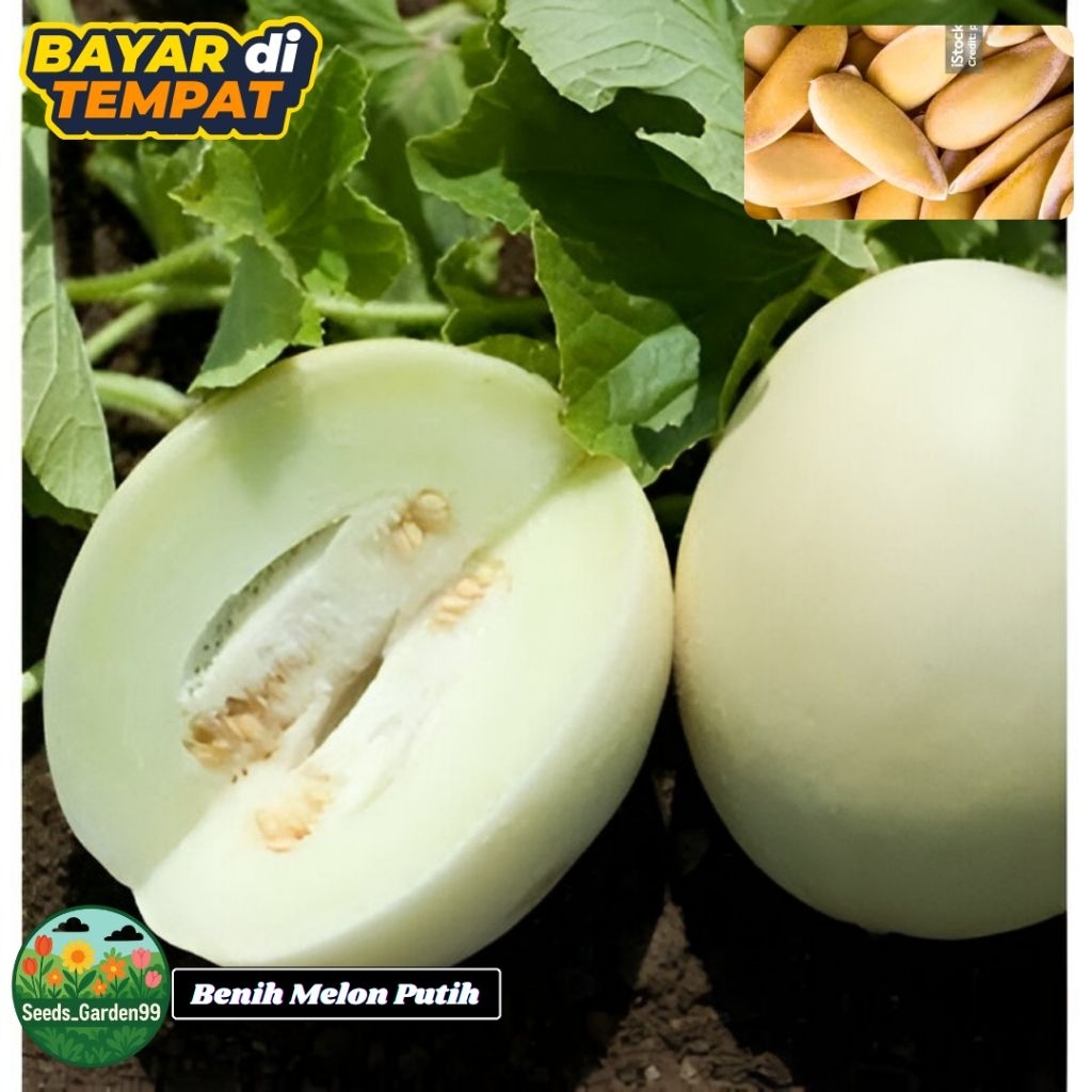 15 BUTIR BIJI/BENIH TANAMAN MELON PUTIH  HONEYDEW