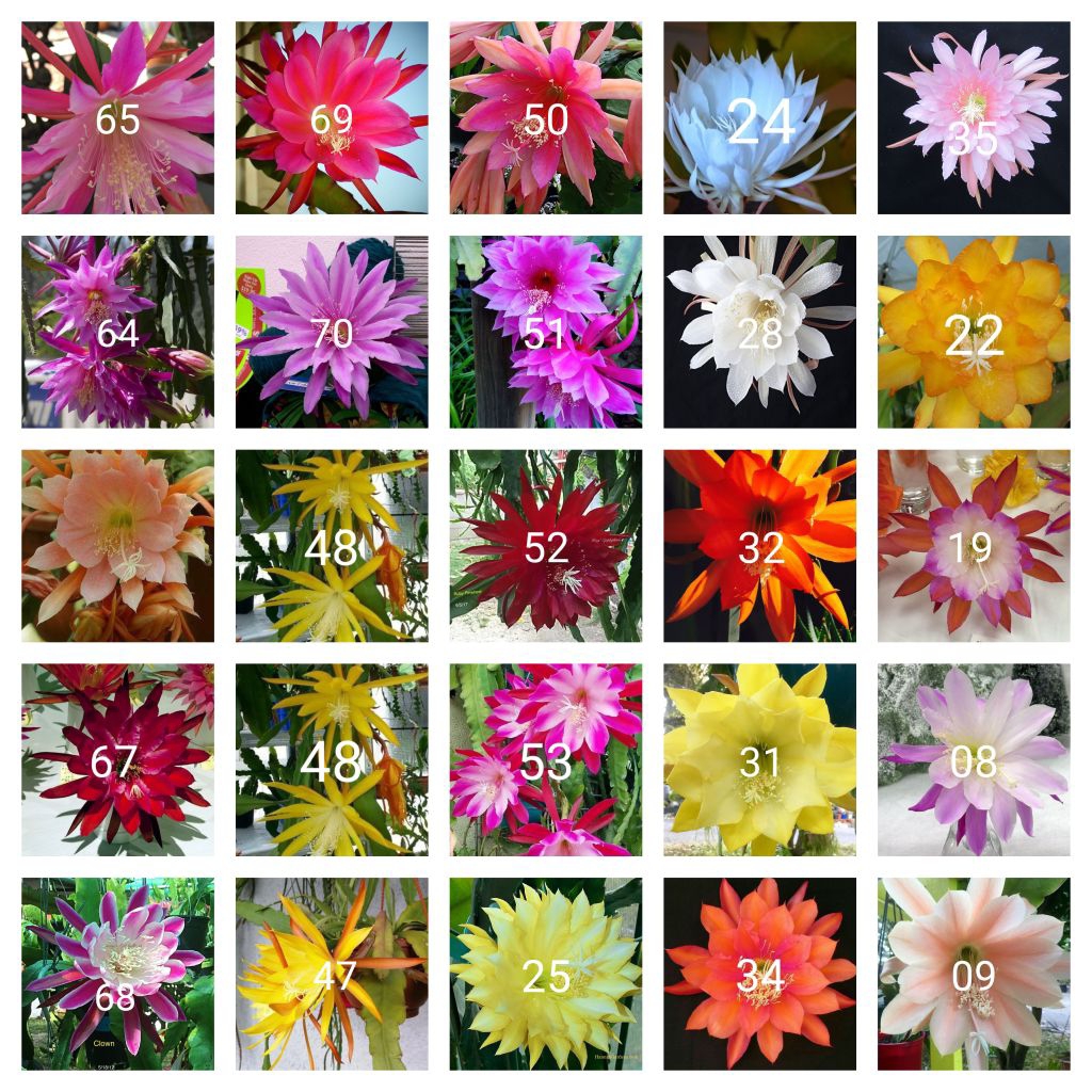 Tanaman hias gantung Wijaya Kusuma paket 25 jenis macam bunga