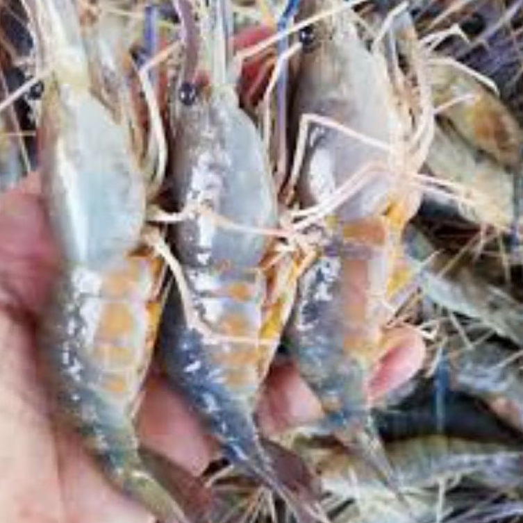 

Udang GALAH Segar Sungai Fresh Seafood Pontianak