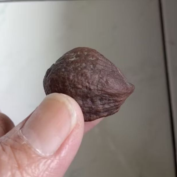 Kemiri Adu Muncang Adu Mayit MD Junior Extreme Urgen Size Kecil