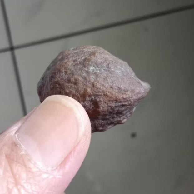 Kemiri Adu Muncang Adu Mayit MD Junior Pasangan Mewah Full Tua