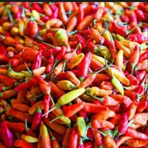 

Cabe rawit merah 250 gr