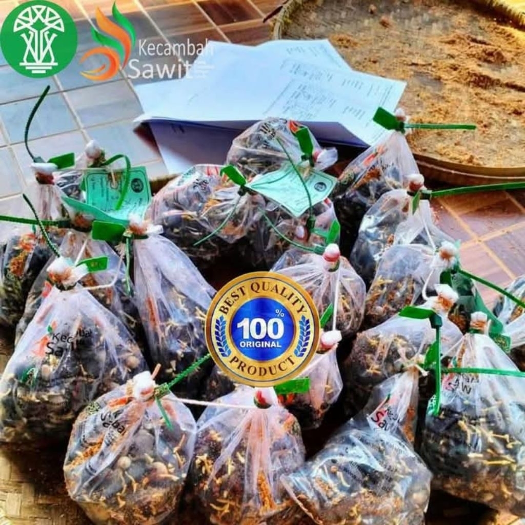 Bibit sawit unggul berkualitas PPKS 239 dapat sertifikat