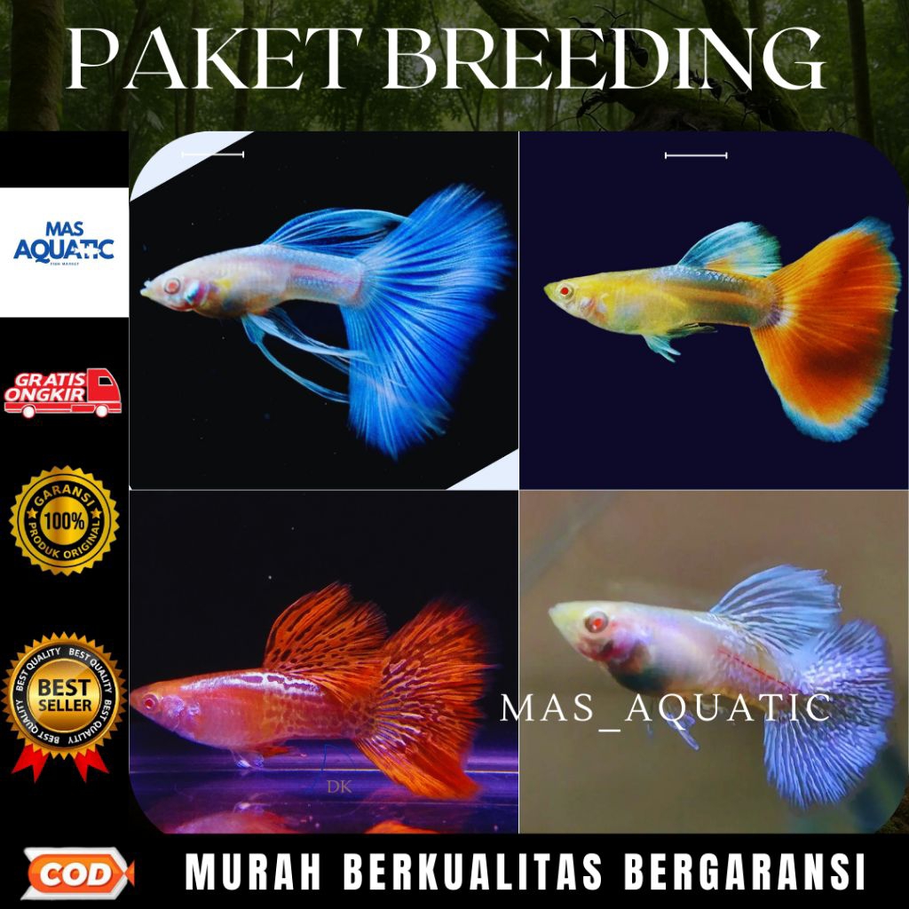 

KARDUS PACKING || PAKET BR££DlNG 4 MODEL P4$4NG [SKY BLUE, SKY RED, AMSSRT, AMSSBT]