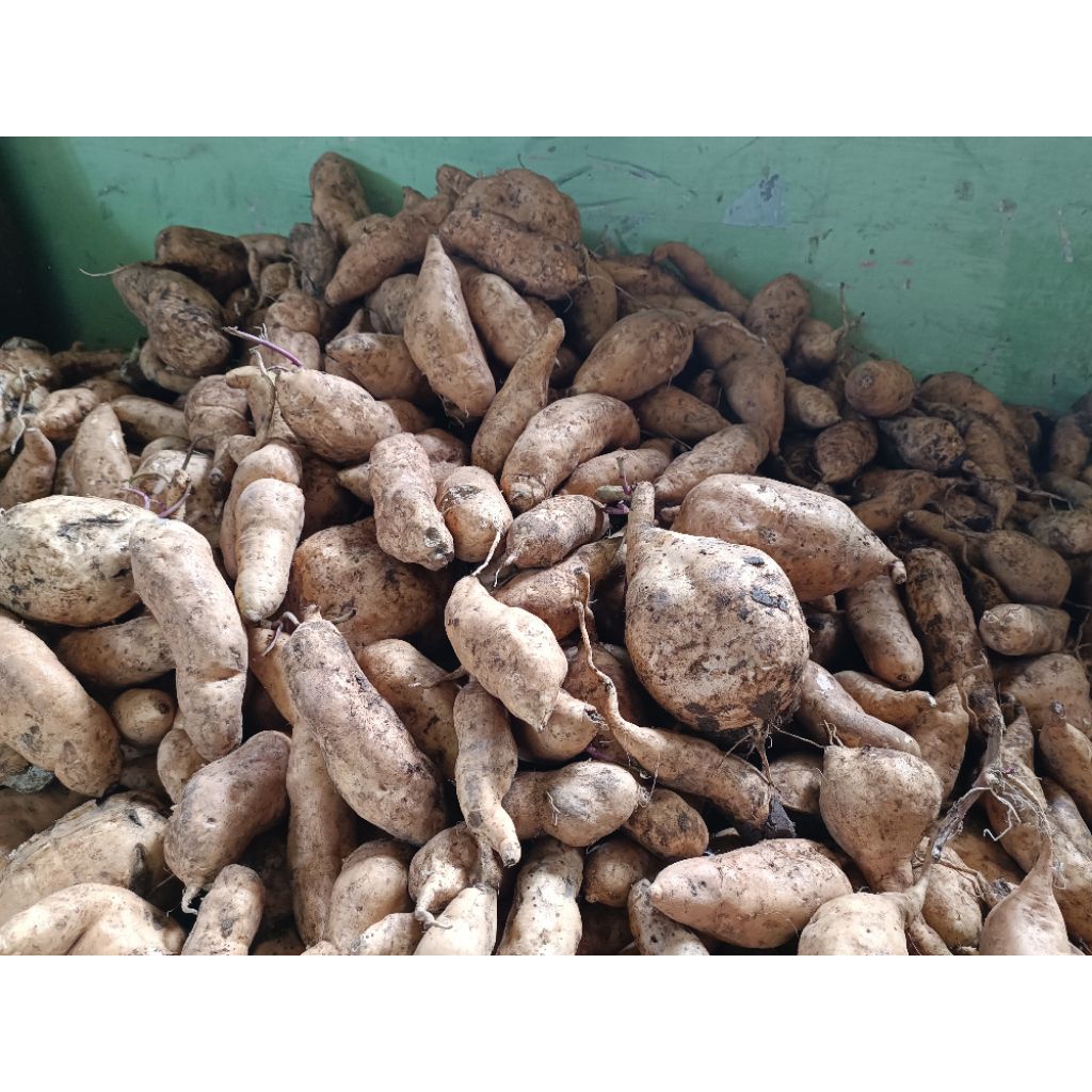 

UBI MADU CILEMBU CAMPUR 1 KG FRESH TERBAIK TERMURAH