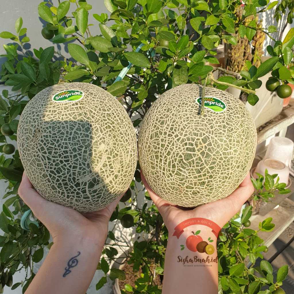 

ROCK MELON | MELON DAGING ORANGE ORENS | MELON GARING MANIS LOKAL