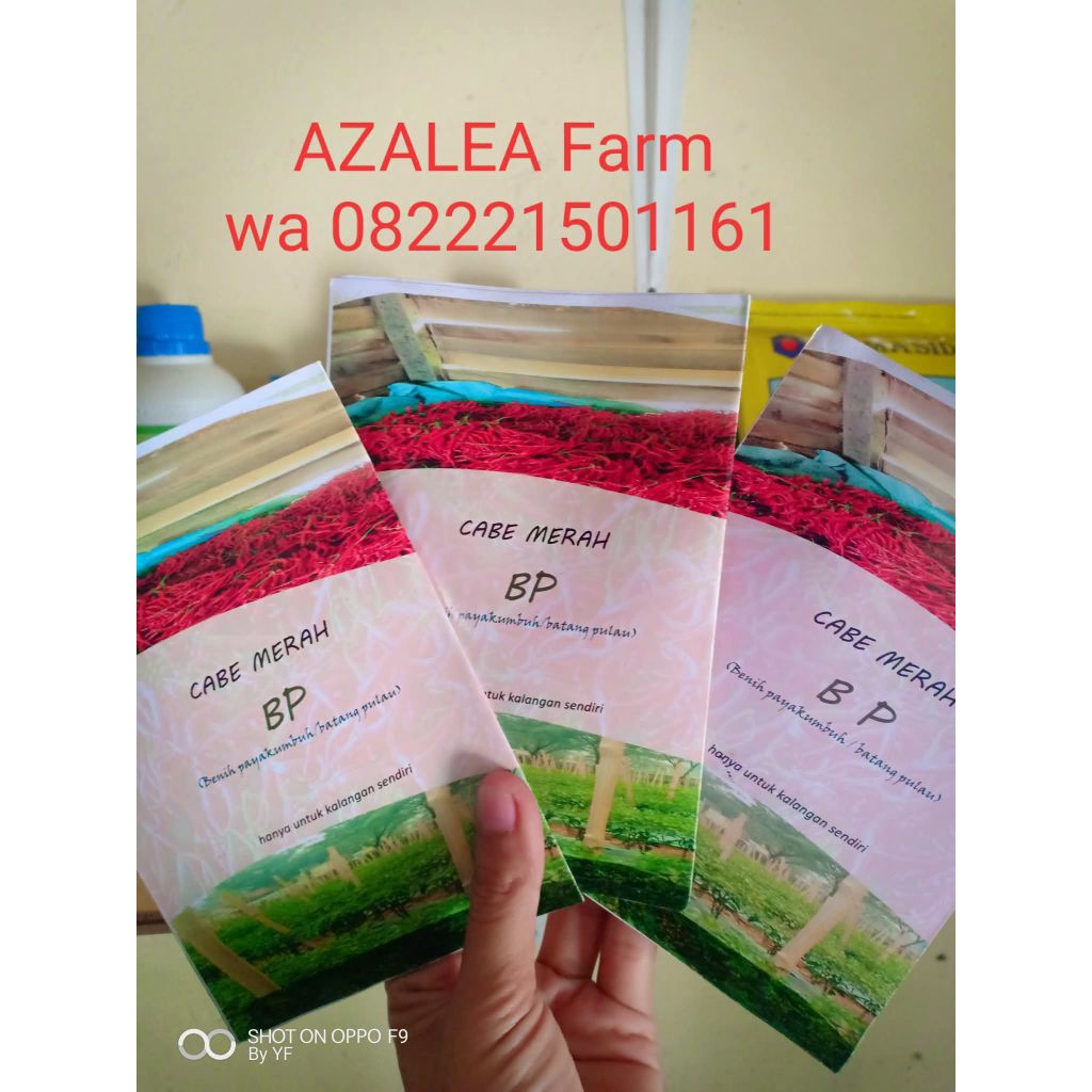 

Benih Cabe Merah Batang Pulau