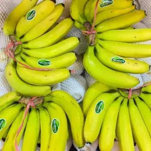 

Pisang Sunpride 1 Sisir size B ( 1.4 kg - 1.8 kg)