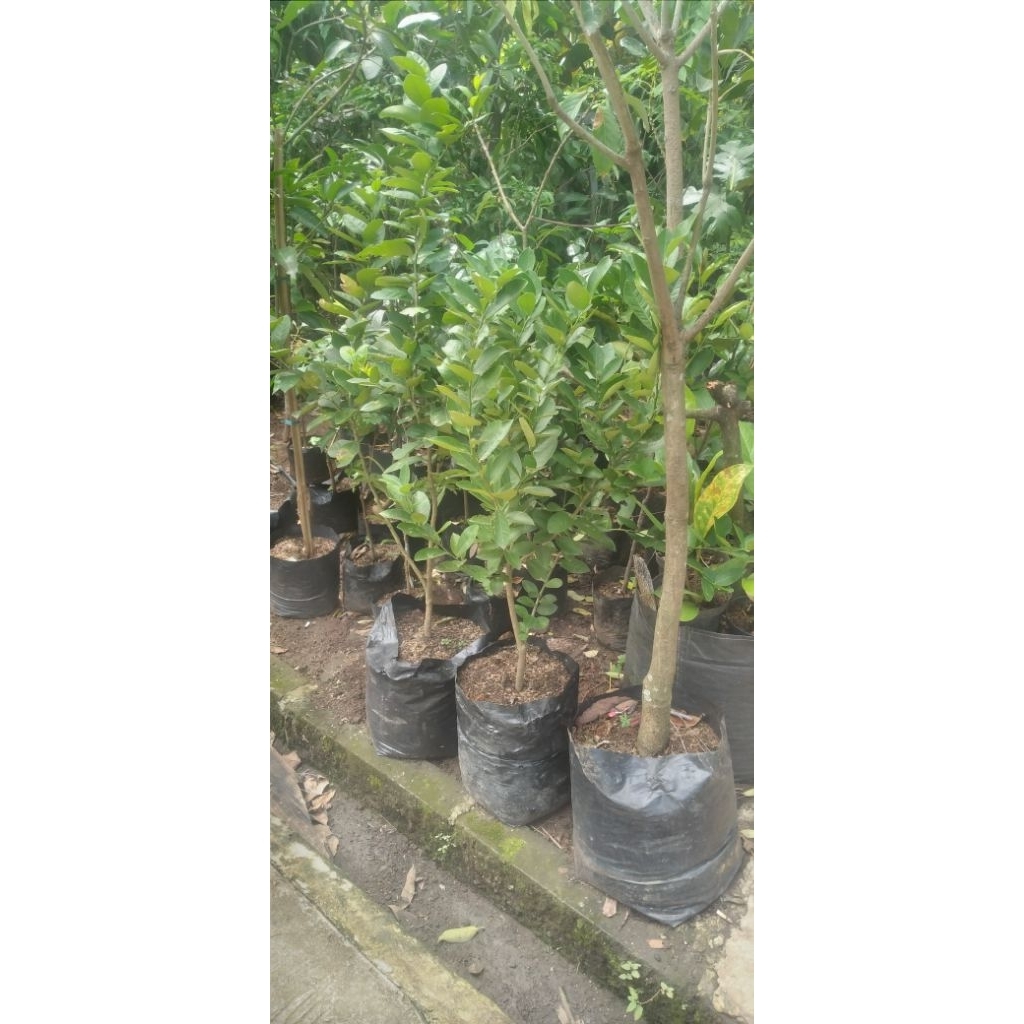 

pohon jeruk lemon tinggi 1 meter