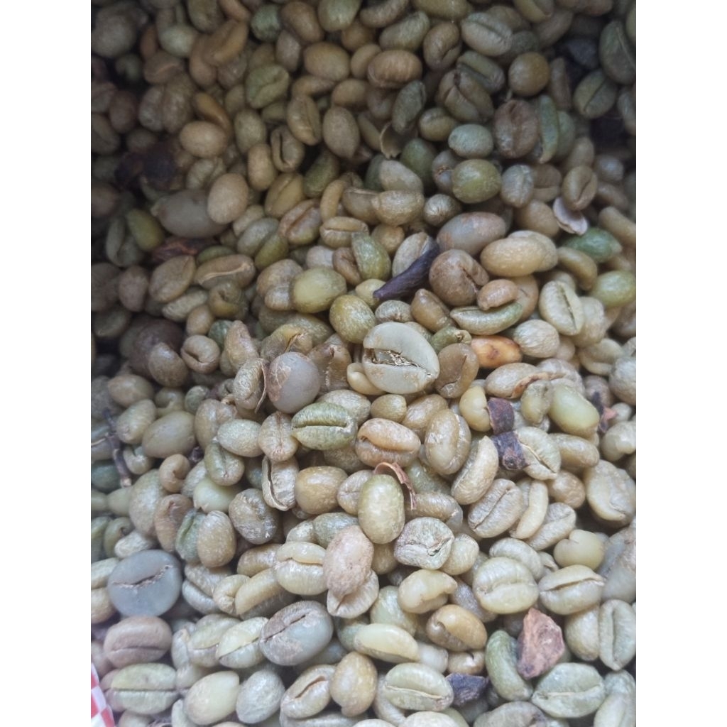 

Kopi Excelsa - Kopi Nangka/ Boriyah Asli Kalibaru 1 kg - Biji Kopi Mentah