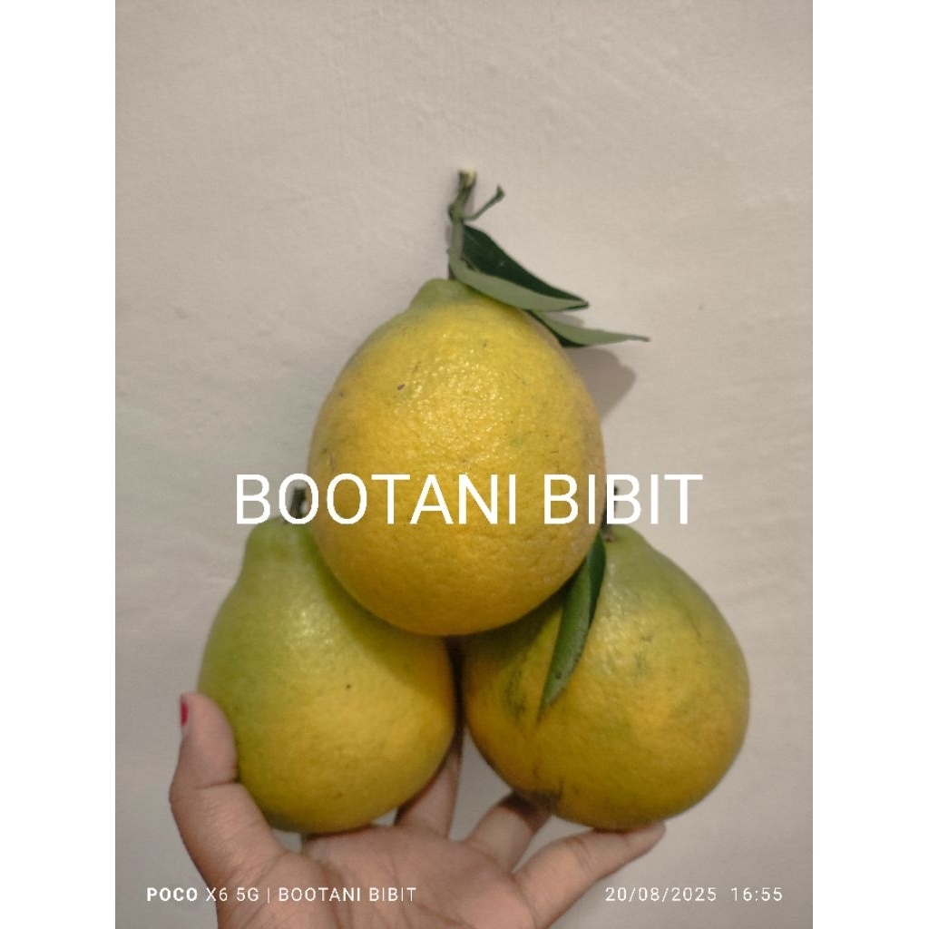 

Buah Jeruk KRISMA krispi manis 1kg