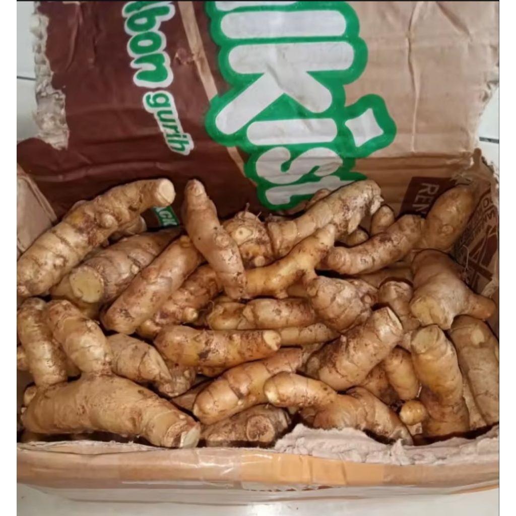 

Temu putih segar 1kg/obat herbal