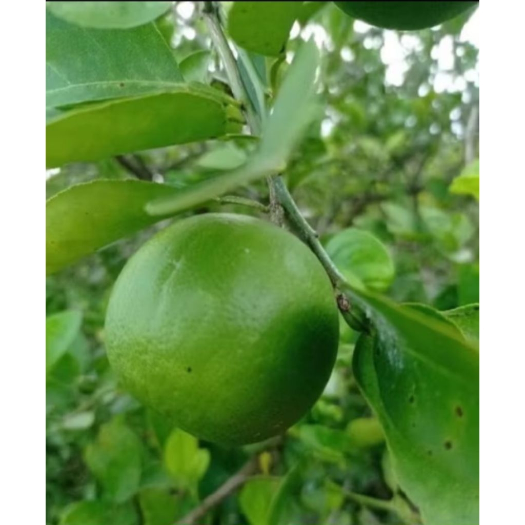 

1kg jeruk nipis segarr/obat herbal