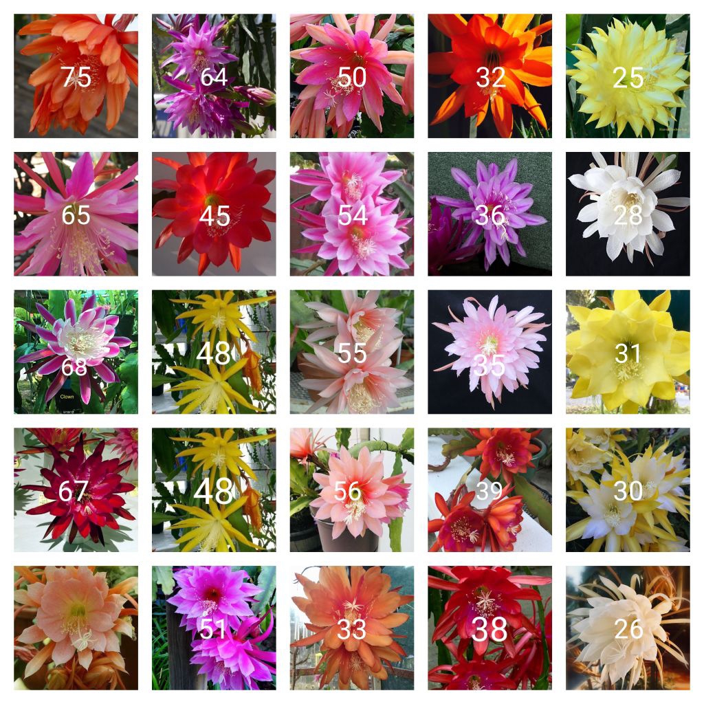 Tanaman hias gantung Wijaya Kusuma macam jenis bunga