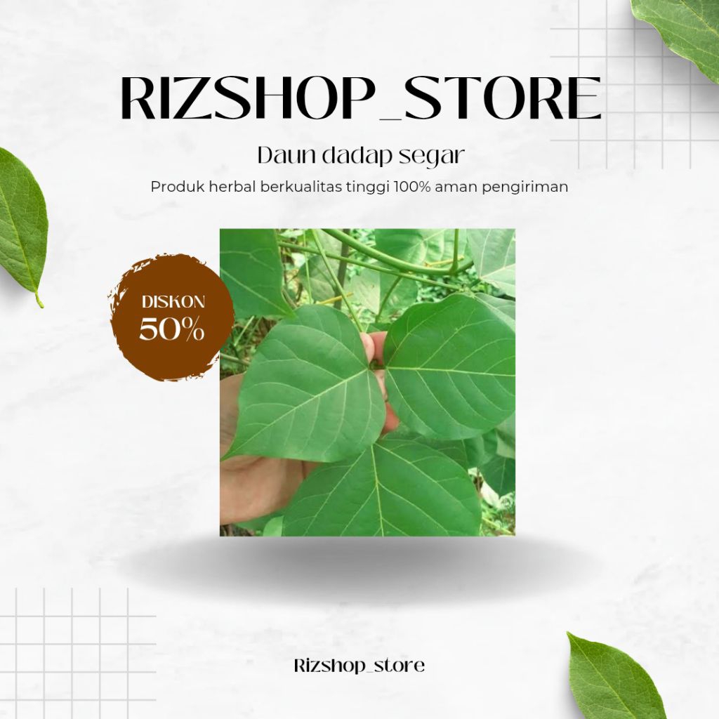 

Daun dadap segar di petik langsung 50 lembar