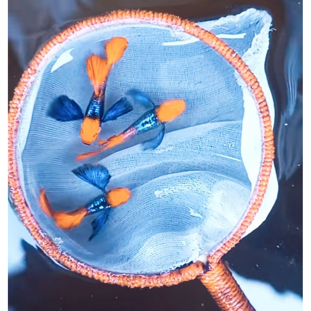 Hiasan Aquarium Aquascape Guppy PRT Koi