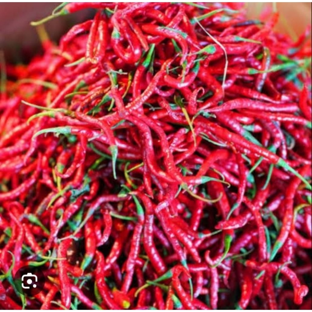

250g cabai merah keriting
