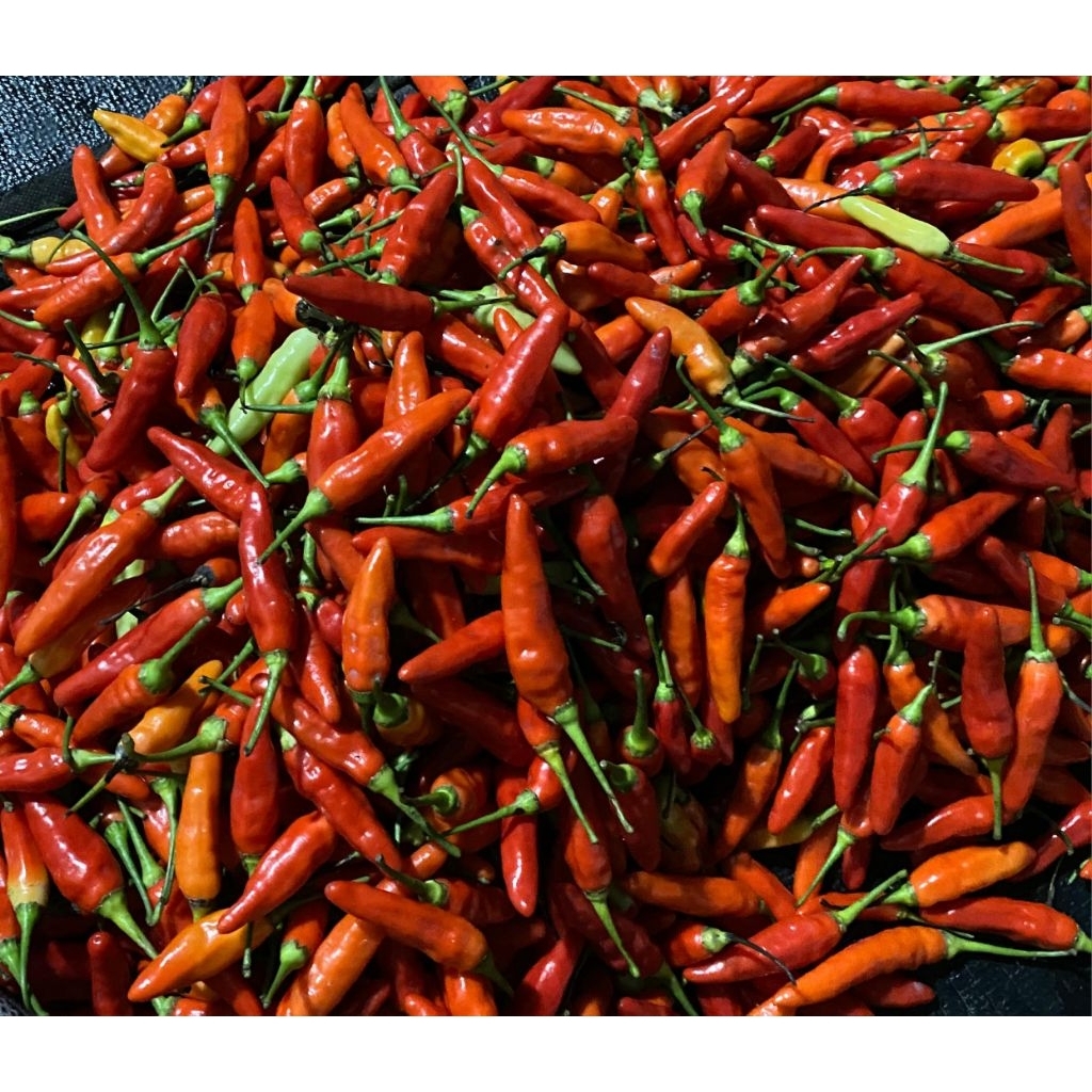 

Cabai rawit merah super pedas langsung dari petani