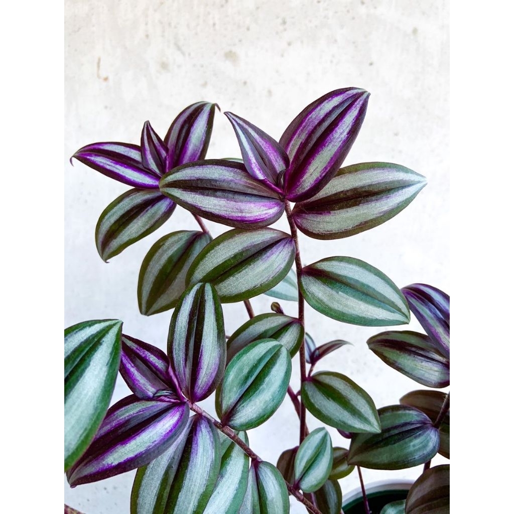 Trandencantia zebrina-tanaman pot gantung-tanaman media air