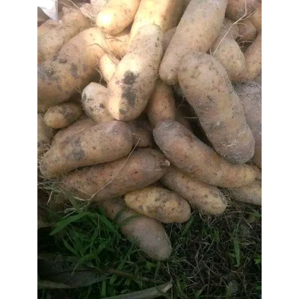 

Gembili ketan ubi mbili 1 kg punel