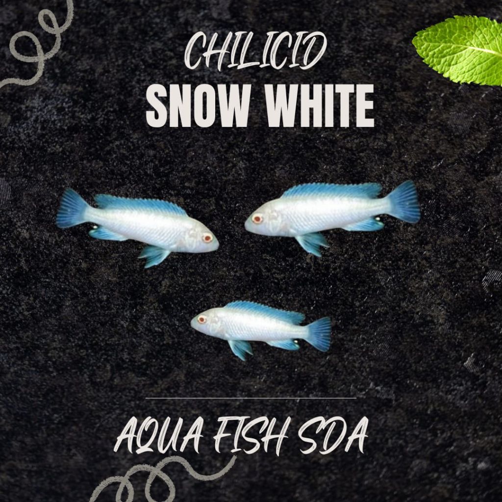 paket cichlid snow white 3 pcs murah