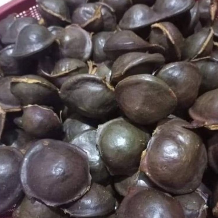 

lalapan jengkol muda segar (belum kupas) 5 kg
