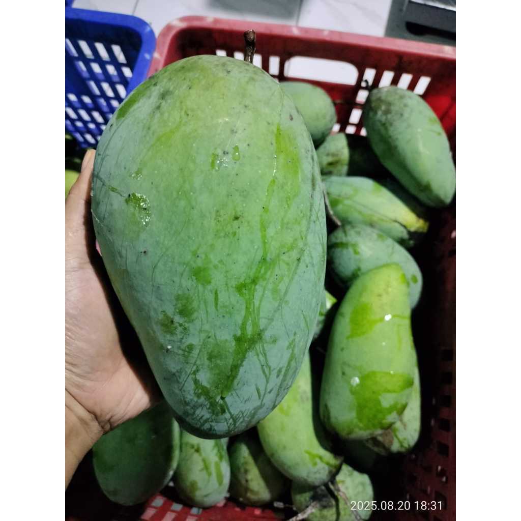 

mangga kiyojay berat 1biji rata rata 700gr up