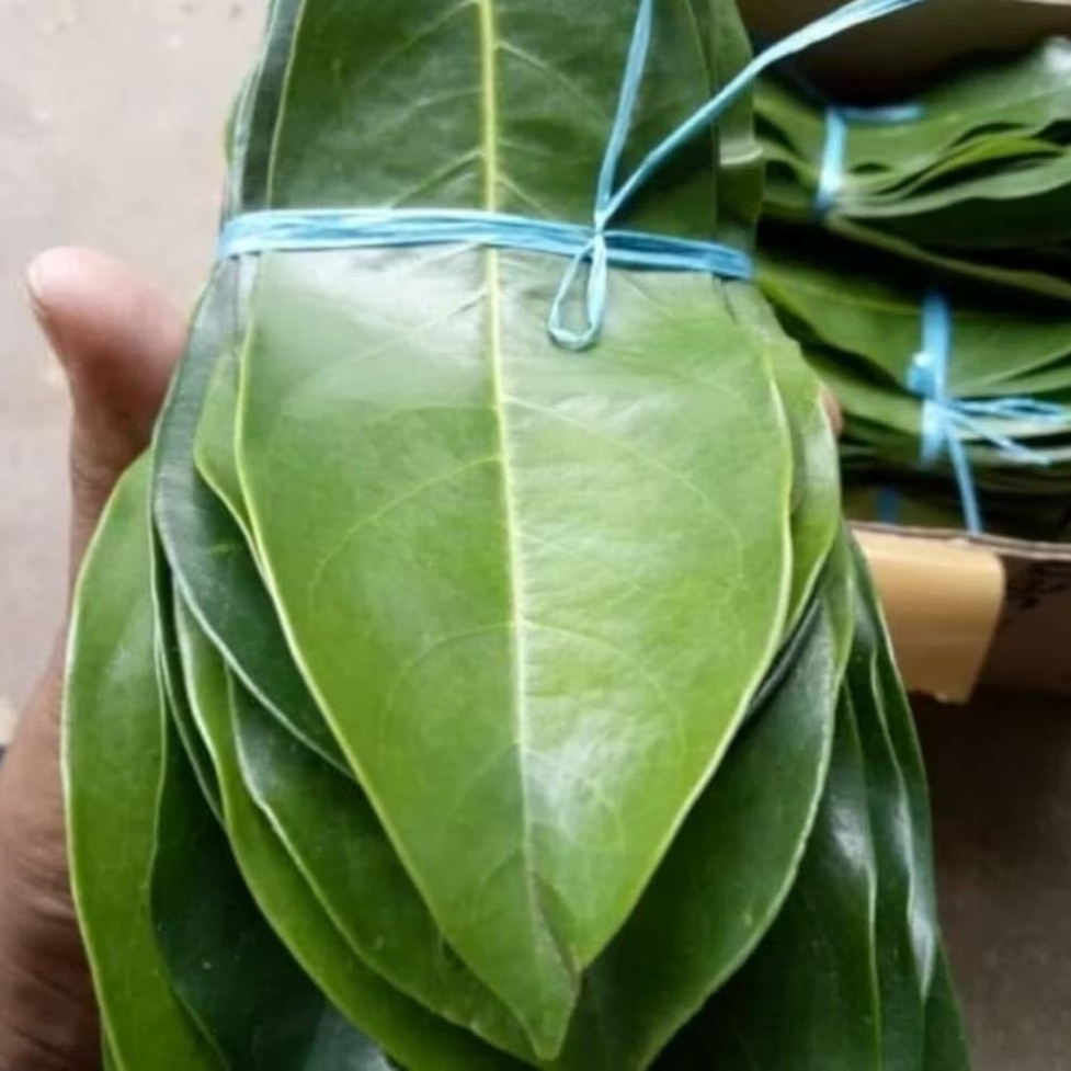 

obat herbal daun sirsak segar petik langsung per 100 lembar