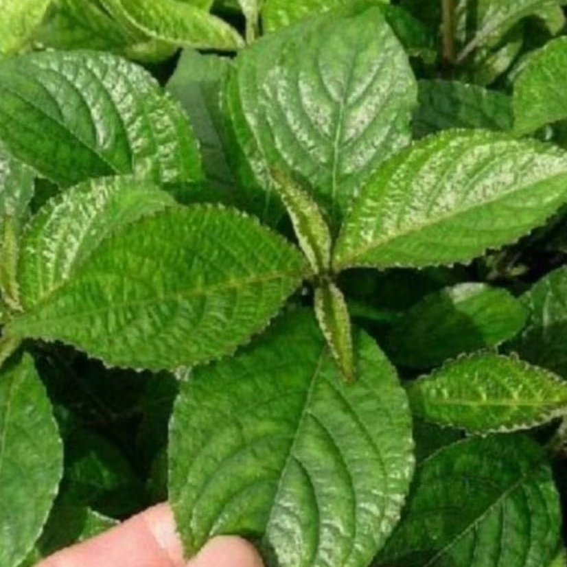 

obat herbal daun keji beling/pecah beling per 50 lembar