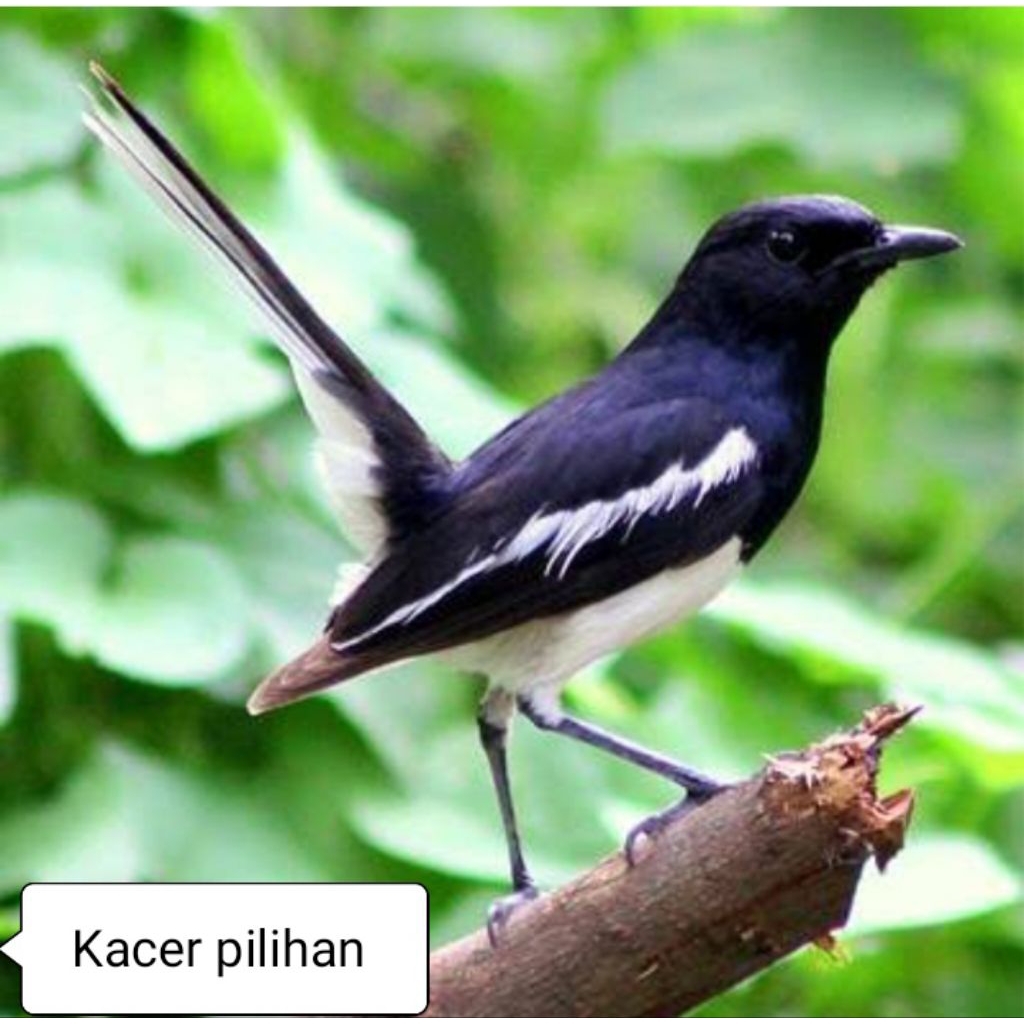 Kacer daput pilihan jantan