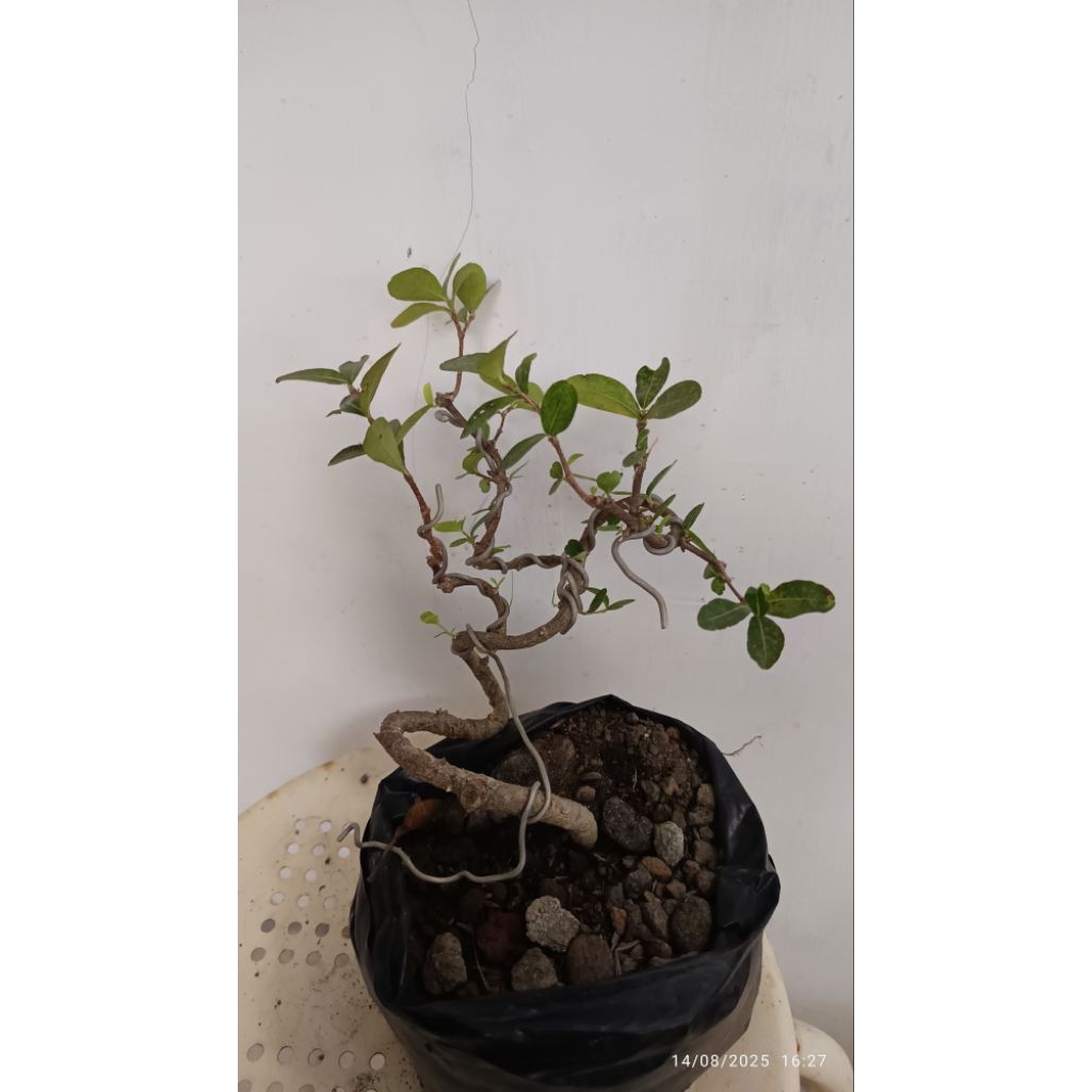 bonsai sianci, bakalan bahan