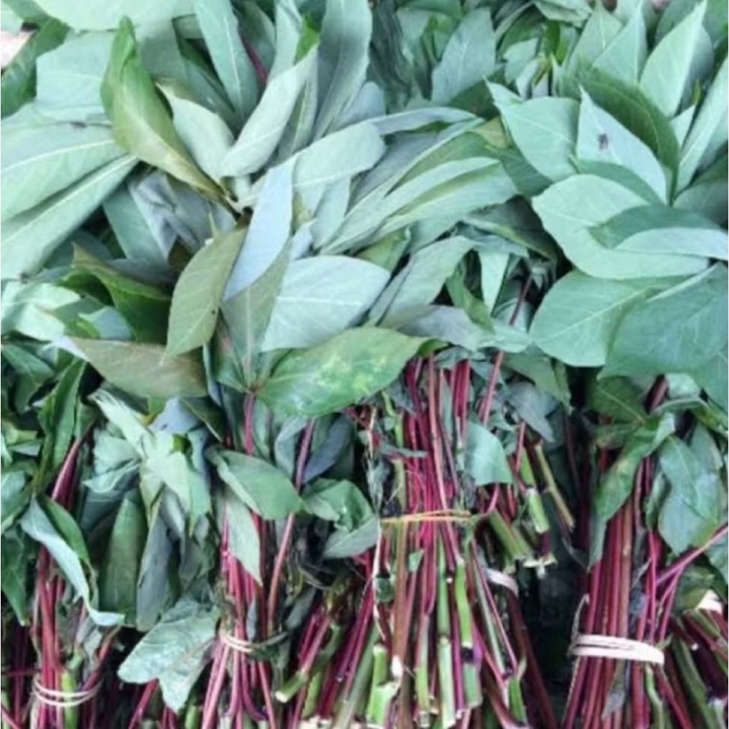 

DAUN SINGKONG PER IKAT