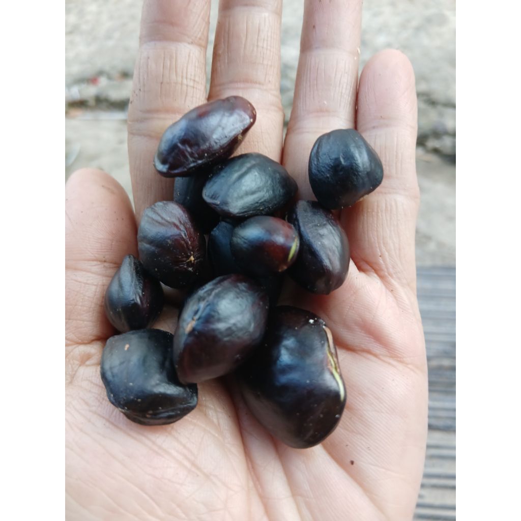 

250gr KABAU KIKIM SEGAR PENAMBAH NAFSU MAKANN 250gr.