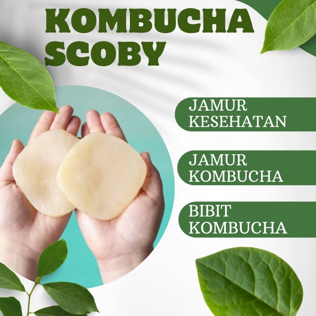 

Jamur Scoby Teh Kombucha 9-10cm Free Starter 100 ml Untuk Kesehatan Tubuh