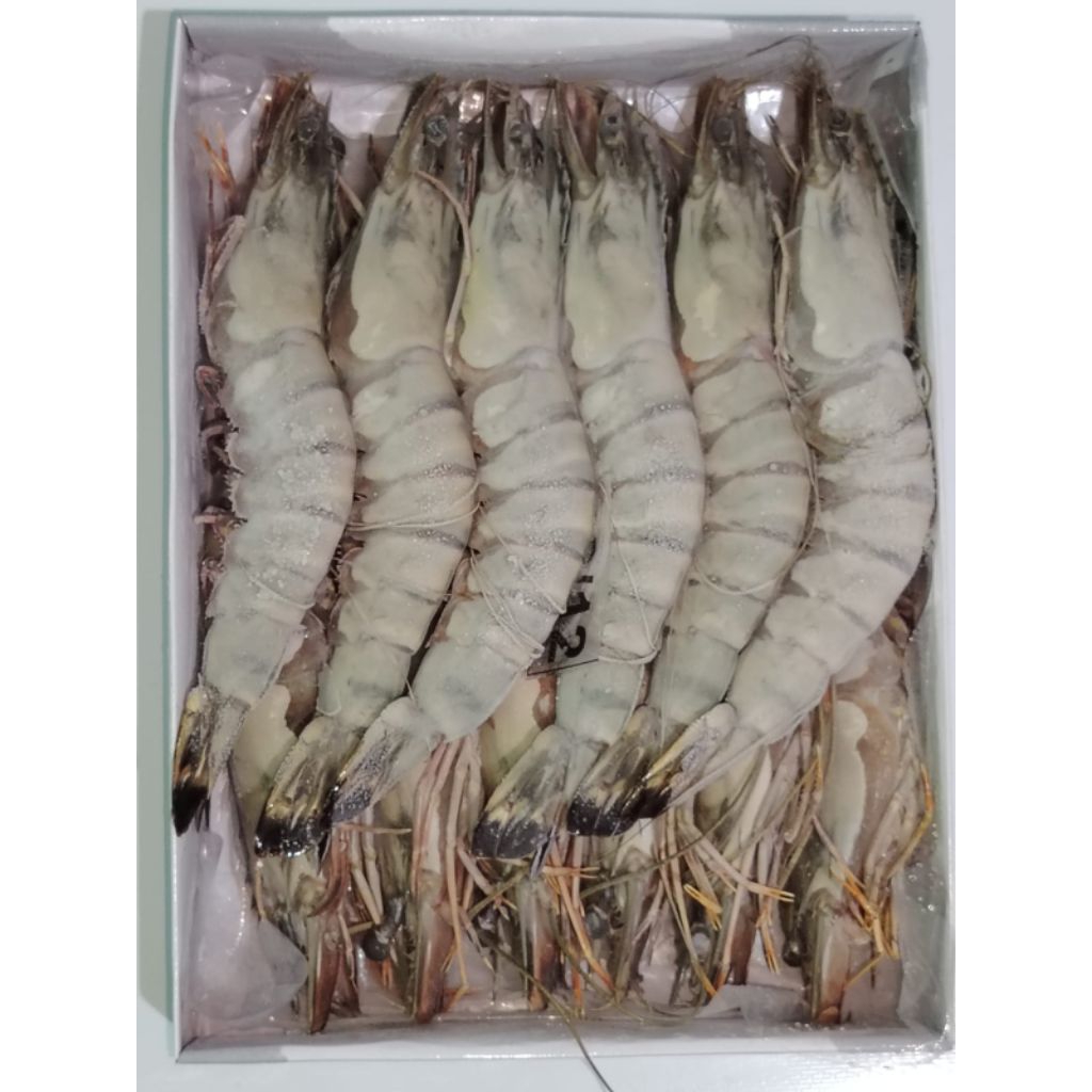 

Udang Tiger Jumbo Premium 1 Kg Kualitas Eksport