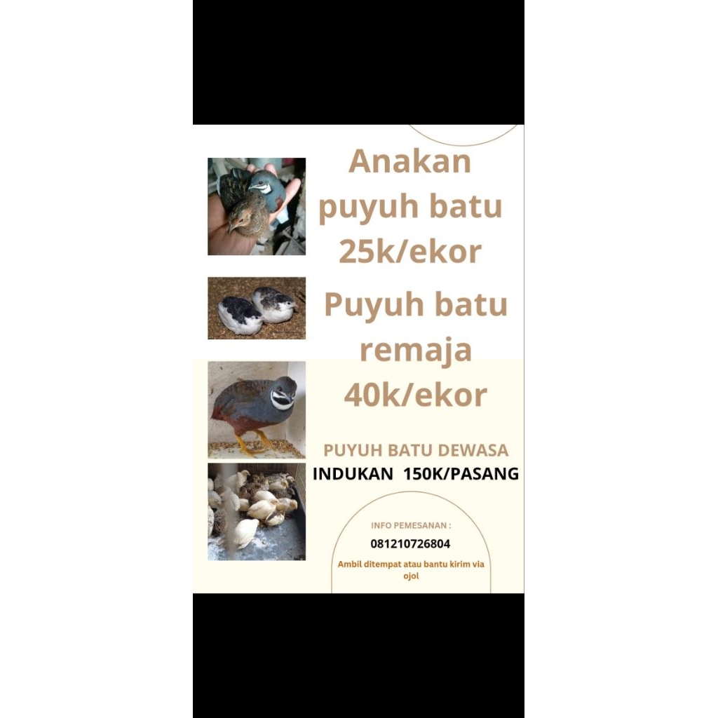 puyuh batu hias