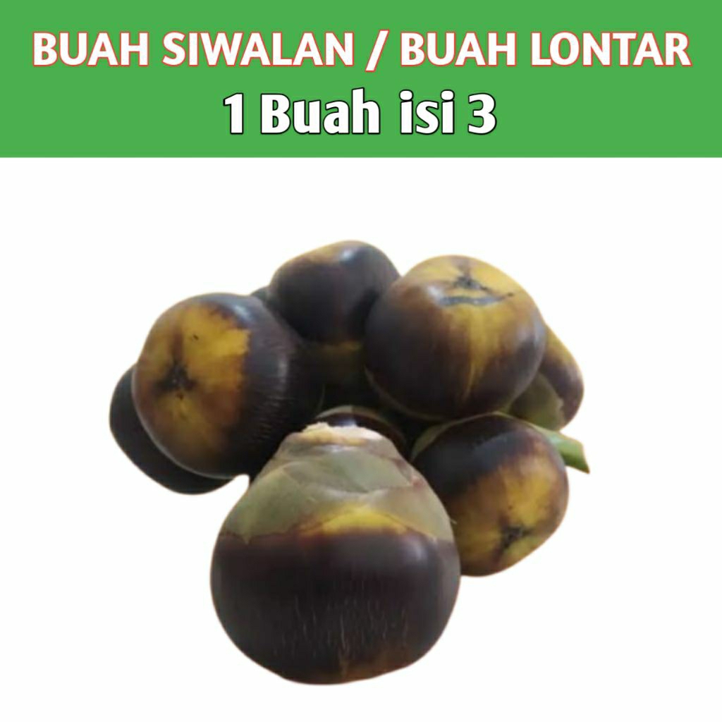 

Buah siwalan SUPER isi 3 Buah Lontar Fresh langsung petik pohon sendiri
